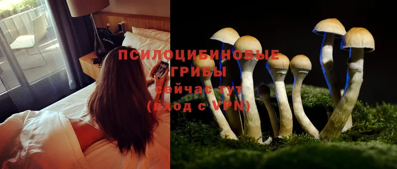 Псилоцибиновые грибы MAGIC MUSHROOMS  Нефтекумск 